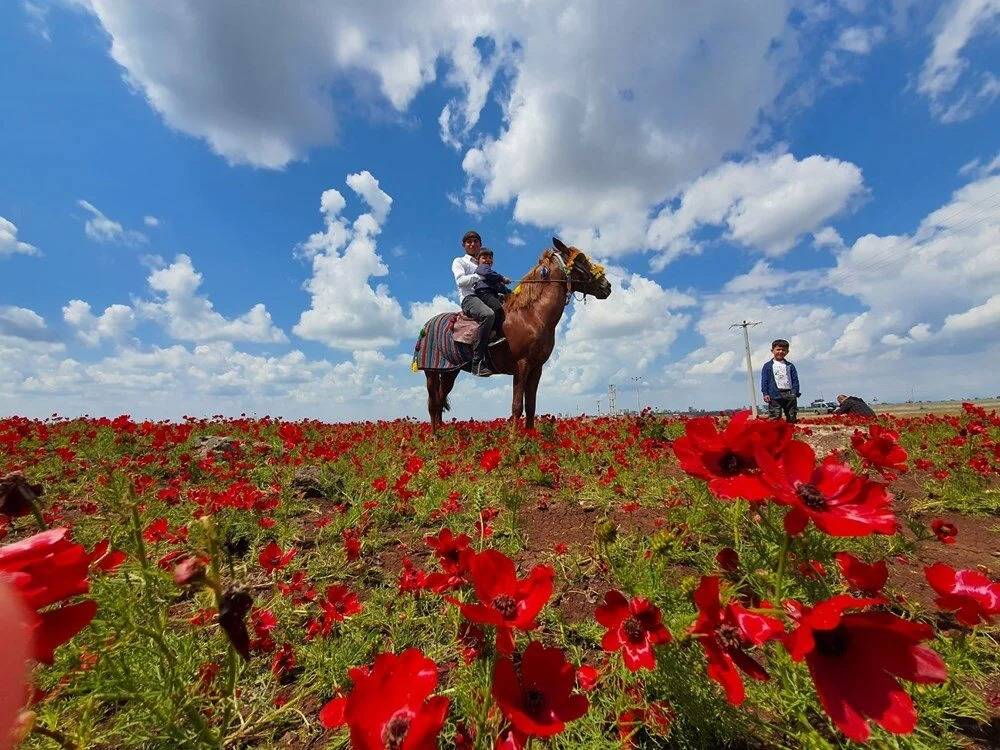 Karacadağ çiçek açtı, turistler akın ediyor 1