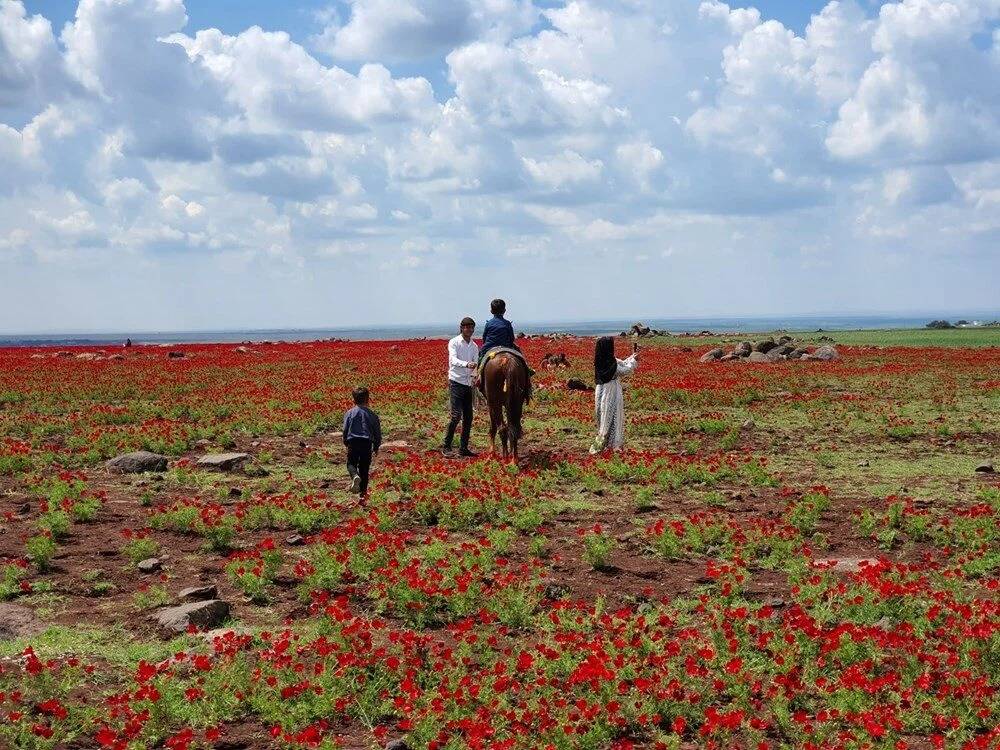 Karacadağ çiçek açtı, turistler akın ediyor 2