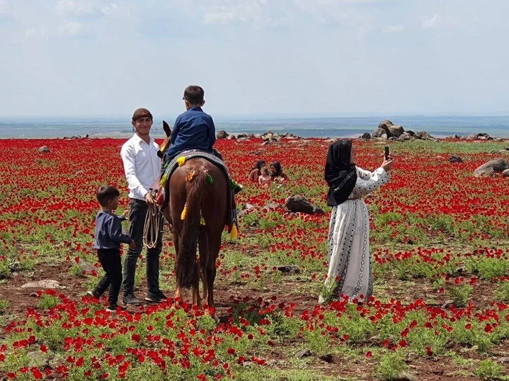 Karacadağ çiçek açtı, turistler akın ediyor 3