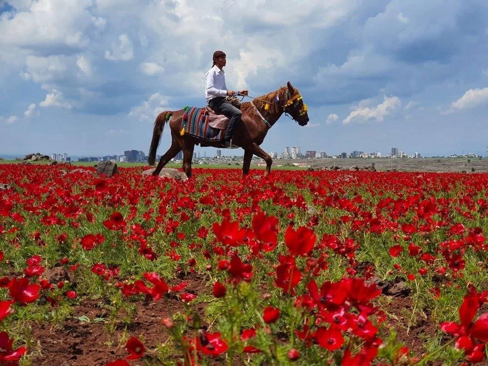 Karacadağ çiçek açtı, turistler akın ediyor 5