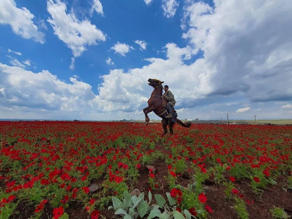 Karacadağ çiçek açtı, turistler akın ediyor 6