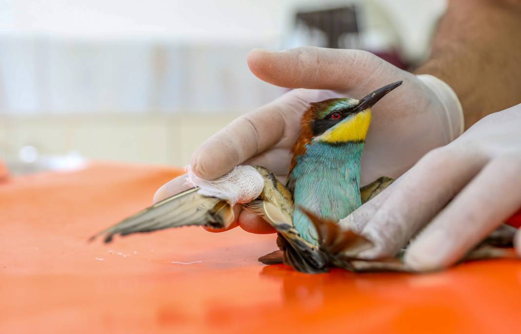 Yaralı arı kuşuna özel bakım 8