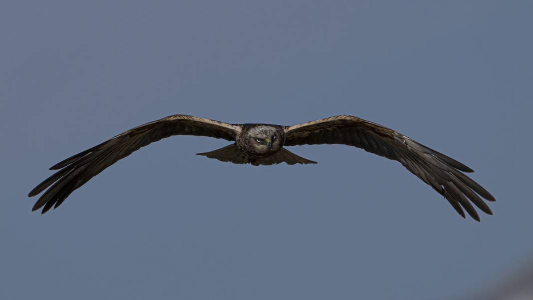 Van Gölü havzasında kuş popülasyonu artıyor 11