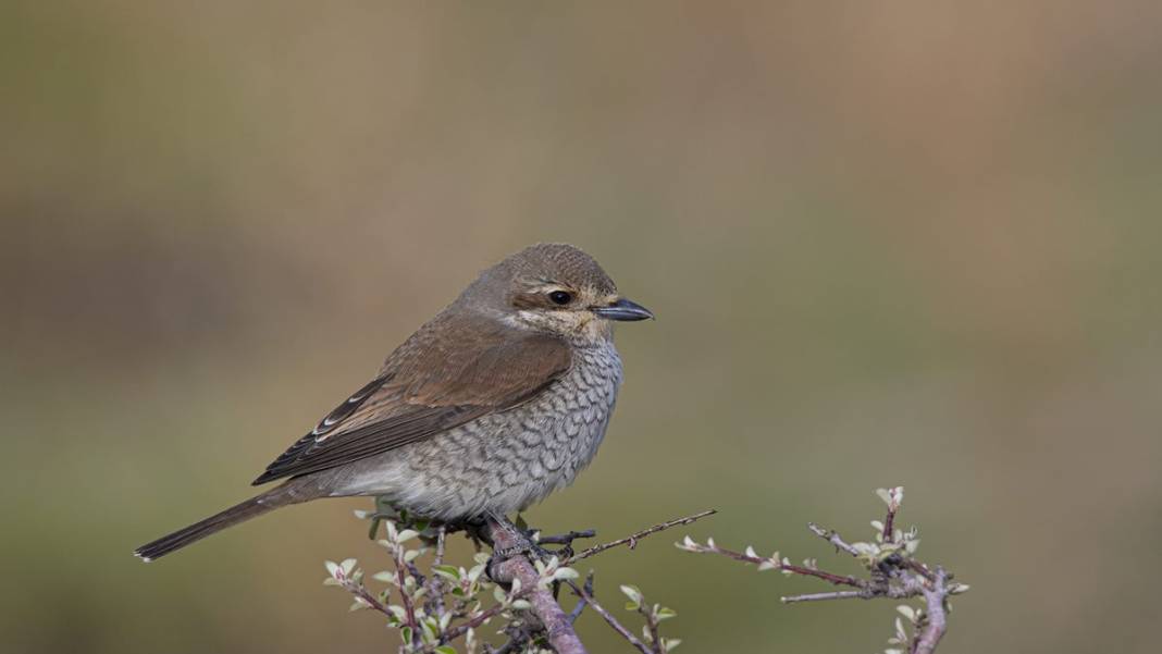 Van Gölü havzasında kuş popülasyonu artıyor 7