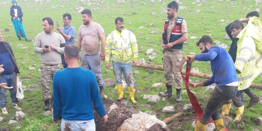 Sele kapılan hayvanlar kurtarıldı