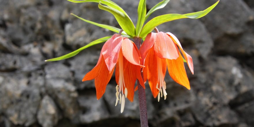 ‘Ağlayan Gelin’ baharın gelişiyle yeşerdi
