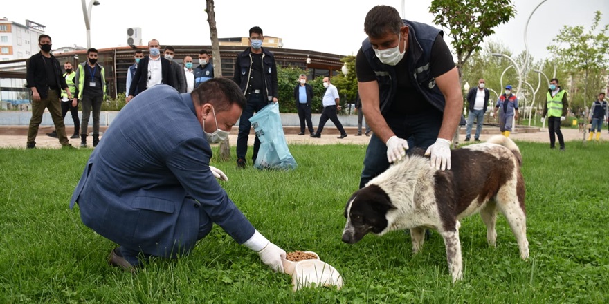 Beyoğlu sokak hayvanlarına mama bıraktı
