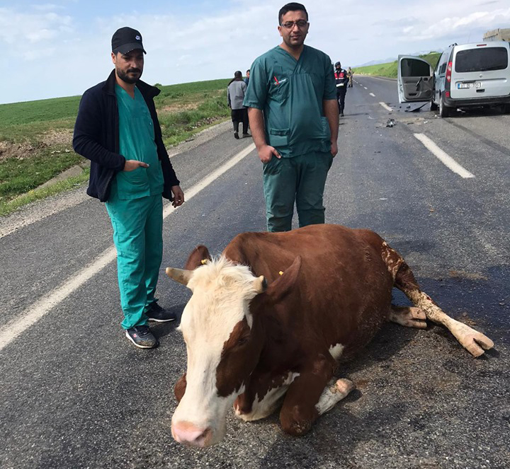 Diyarbakır’da otomobil yol ortasındaki 2 ineğe çarptı