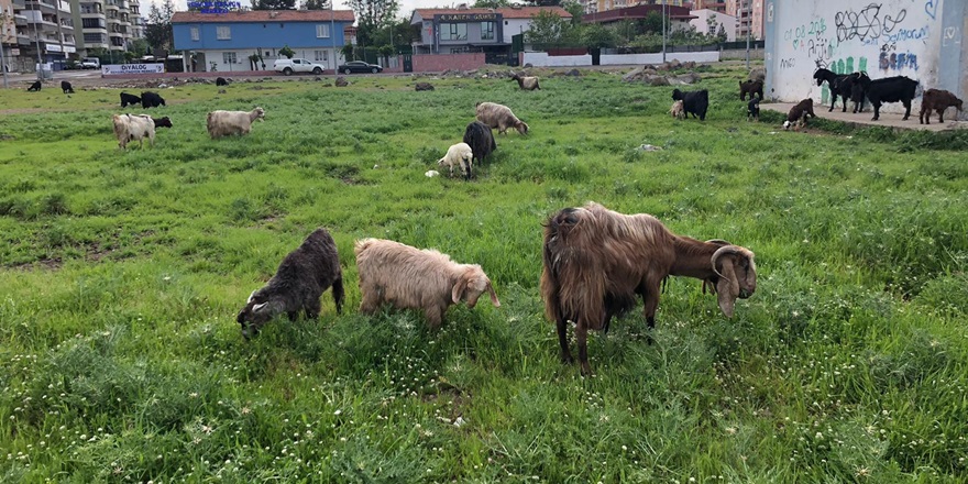 Kısıtlamadan 'onlar' da muaf
