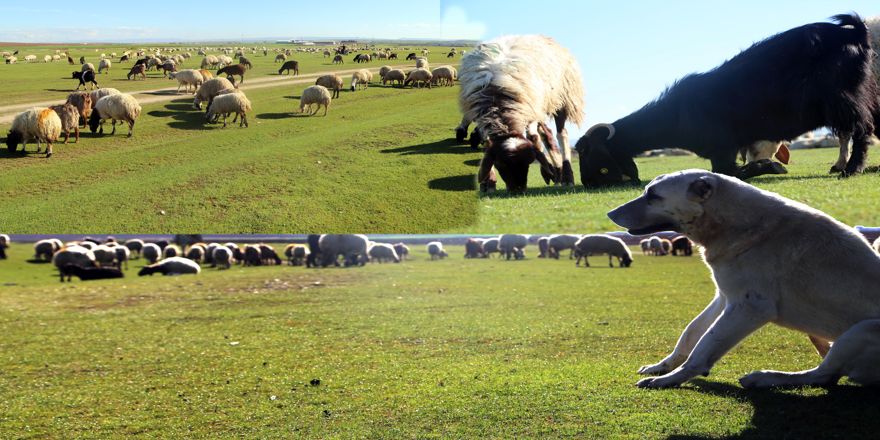 İnsanlar eve çekilince doğa nefes aldı