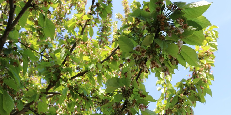 VİDEO - Diyarbakırlı üreticiler ürünlerinden yüksek rekolte bekliyor