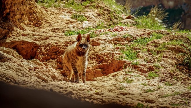  ‘Kırmızı listede’ yer alan sırtlan Adıyaman’da görüntülendi