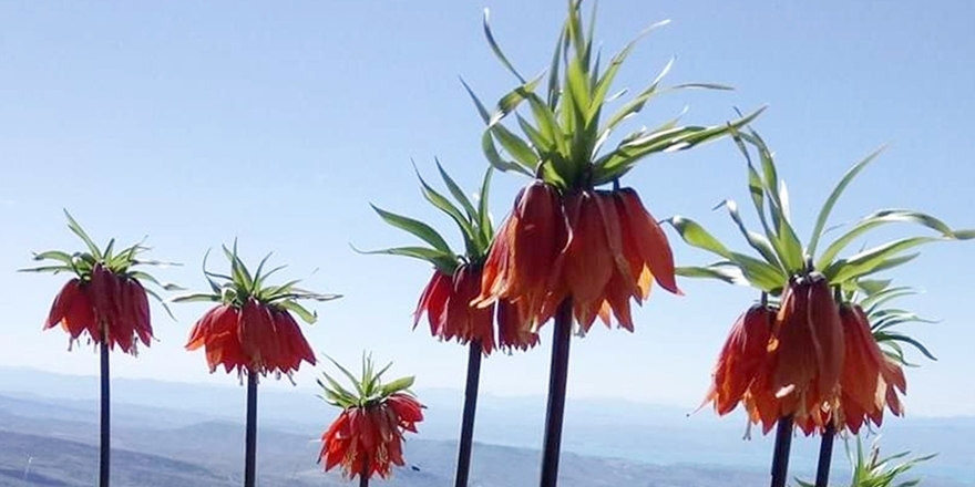 Dağları 'ağlayan gelin'ler süsledi