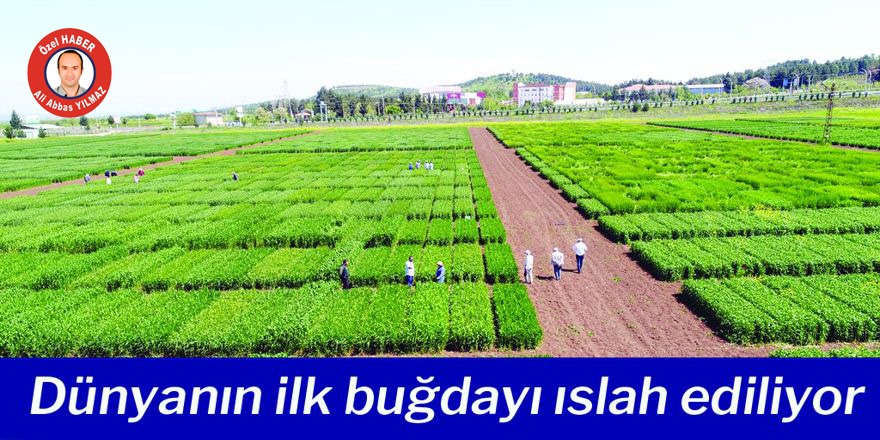 VİDEO - Dünyanın ilk buğdayı ıslah ediliyor