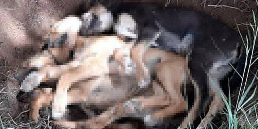 İddia: 10 köpek zehirlendi, 7'si öldü 3'ü tedavi altına alındı
