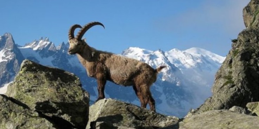 Bingöl dağ keçileri avcıların hedefinde