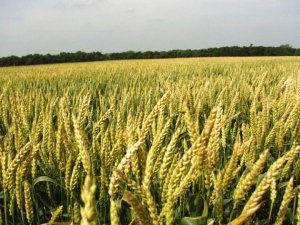 Ziraatçiler Derneği: Buğdayda felaketin eşiğinden dönüldü