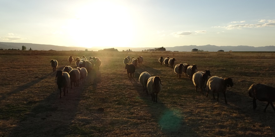 Göçerlerin zorlu yolculuğu başladı