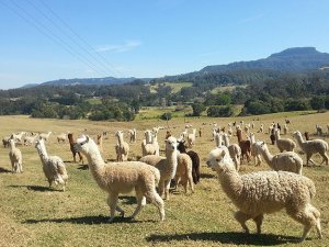 6 Ayda 250 Dişi Alpaka Daha Gelecek