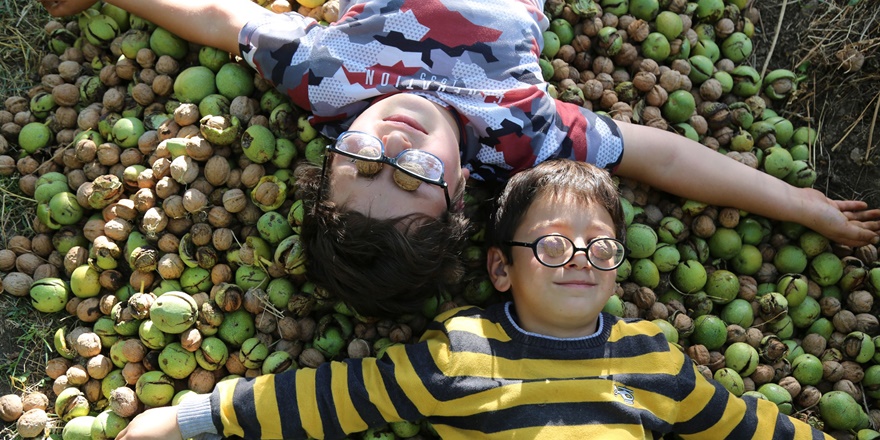 Yılda bin 250 ton ceviz üretilen Tunceli'de hasat zamanı