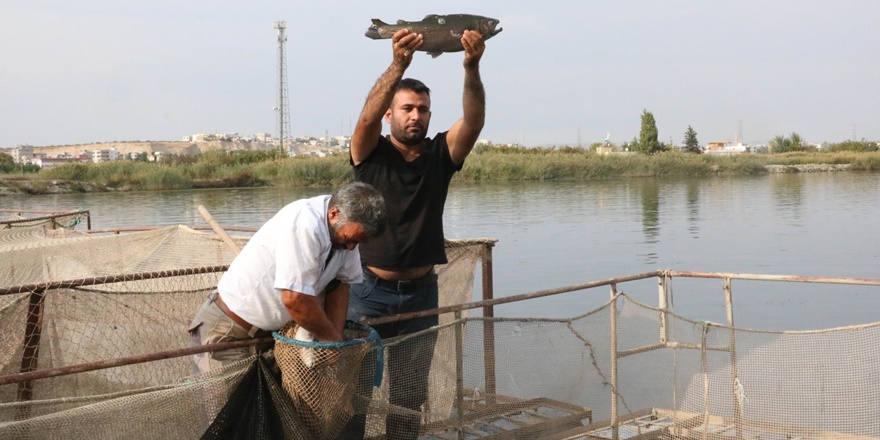 Karadeniz’in balığı Güneydoğu’dan