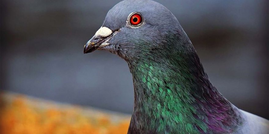 Dünyanın en pahalı posta güvercini satıldı