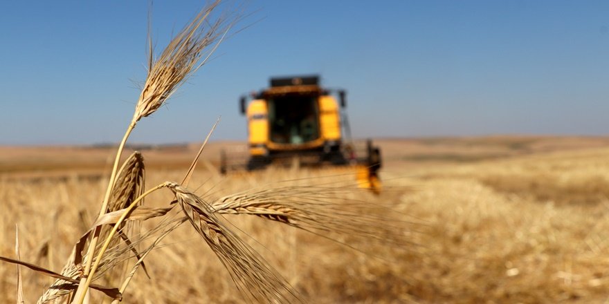 Diyarbakır'da 'Empire' buğday çeşidi geliştirildi