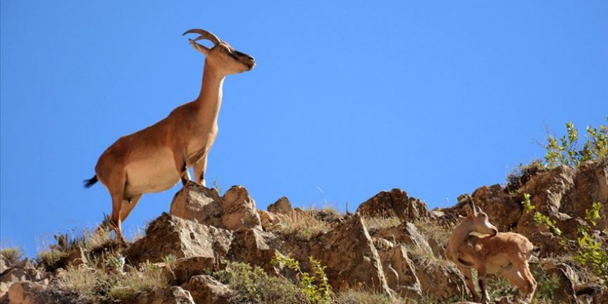 Dersim’de dağ keçisi vuran şahsa 27 bin 777 TL ceza