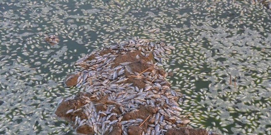 Dicle'deki balık ölümlerine suç duyurusu