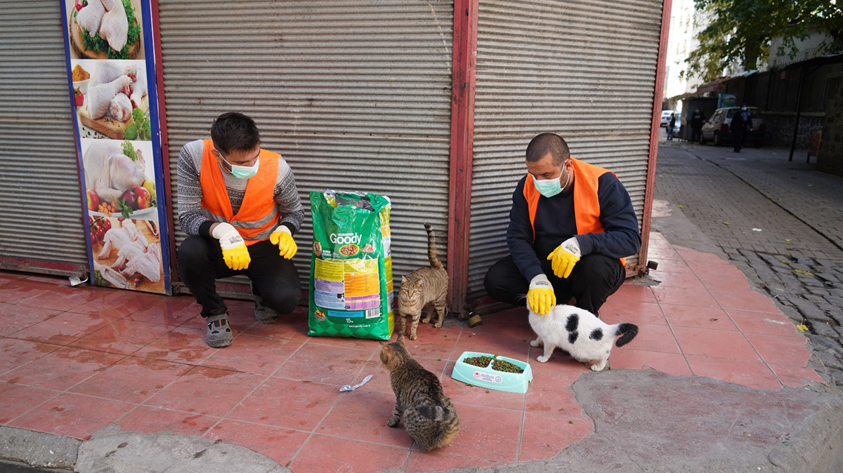 Diyarbakır Belediyesi sokak hayvanlarını unutmadı