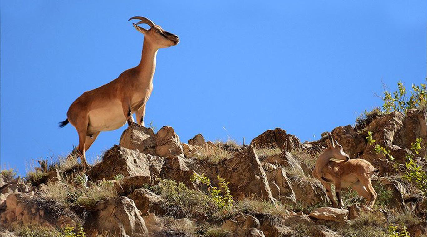 Dağ keçisini organize şekilde vuran 3 şahsa 83 bin TL ceza