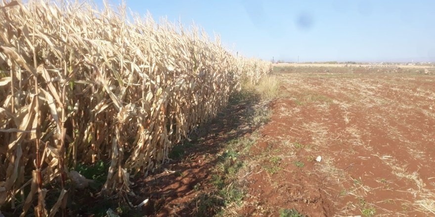 Urfa’da mısır tarlasındaki yangında bir çocuk öldü