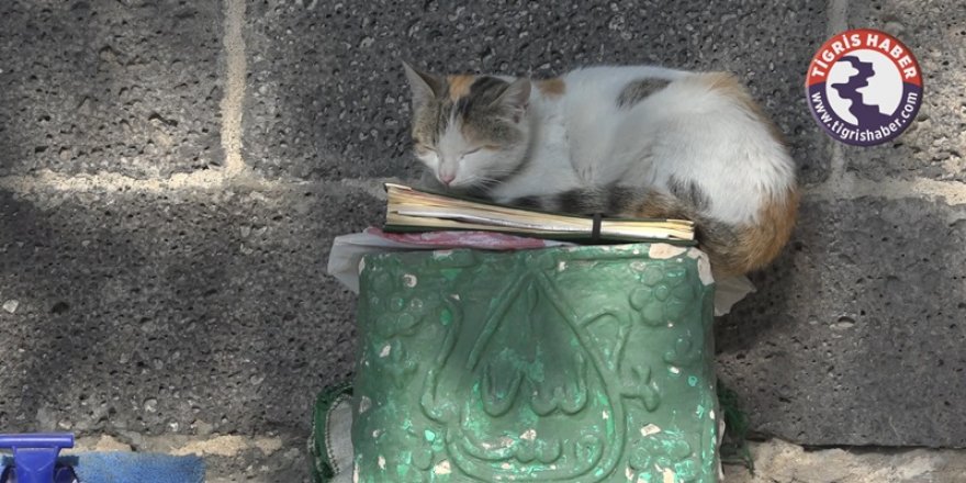 VİDEO - Kedi’nin Allah ve Sahabe aşkı