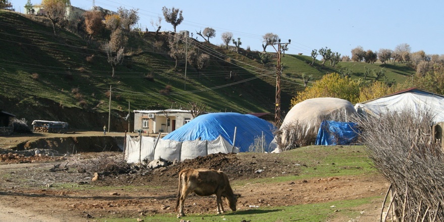 Diyarbakır’da aynı köyde 3 yılda 100 büyükbaş hayvan çalındı