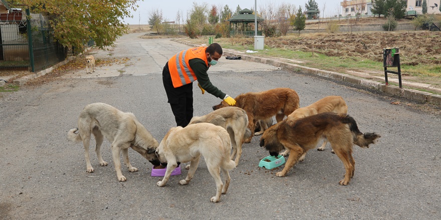 Diyarbakır'da kısıtlamada 'sokakların sakinleri' unutulmadı