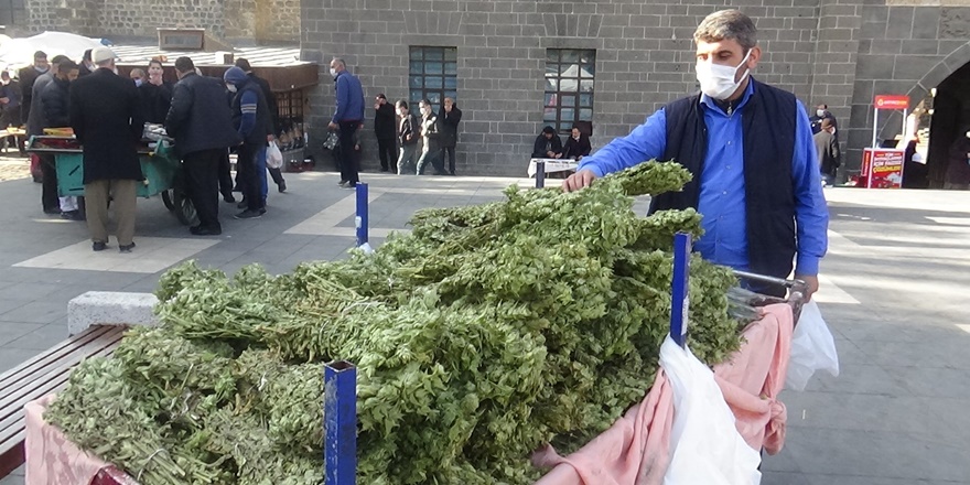 Adaçayına pandemide talep arttı