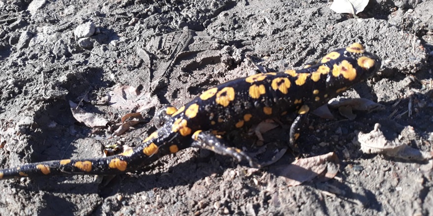 Diyarbakır'da nesli tükenmekte olan 'Türk semenderi' görüldü