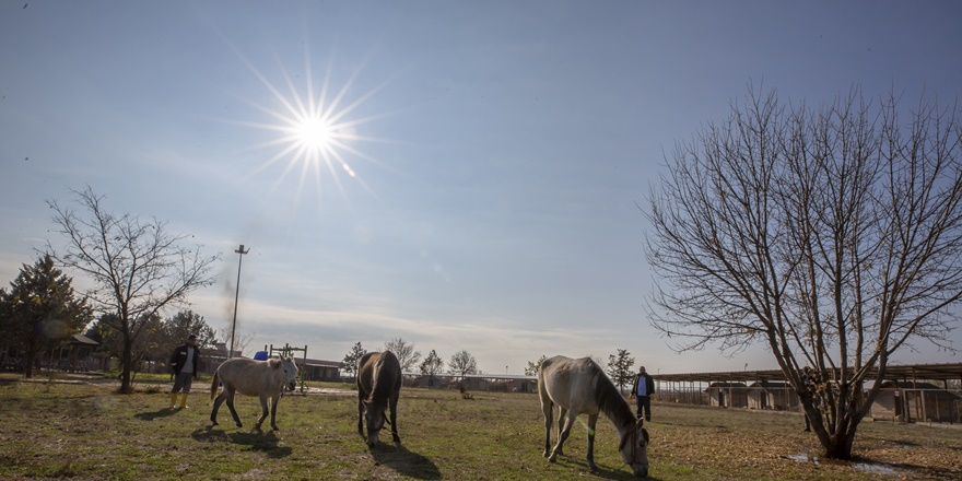 Diyarbakır'da sahipsiz 3 at koruma altına alındı