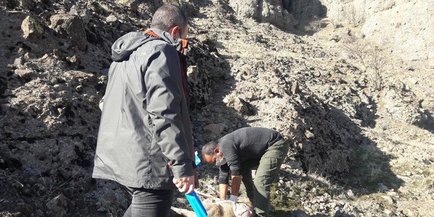Dersim'de nesli tehlike altında olan 8 yaban keçisi ölü bulundu