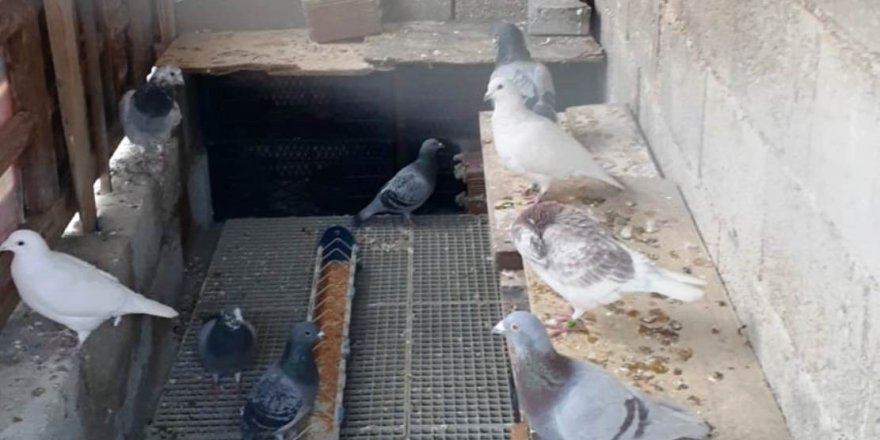 İki cinayetin zanlısı kümeste yakalandı