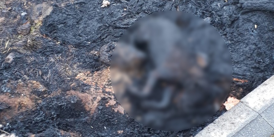 Diyarbakır'da bir köpek yakılmış halde bulundu