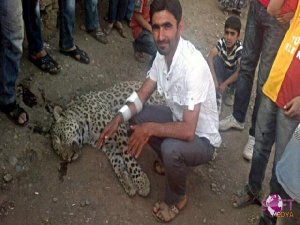 Öldürülen leopar davasının hakimi: Bende Greenpeace üyesiyim