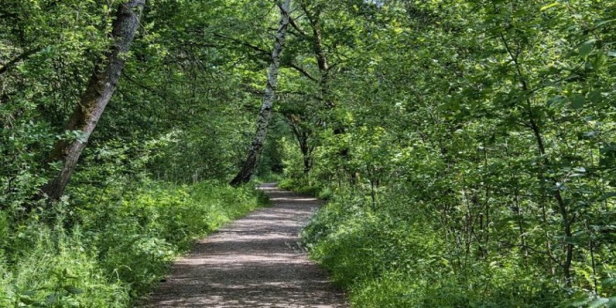 Orman yollarına yol ağı planı yapım hizmeti alınacak