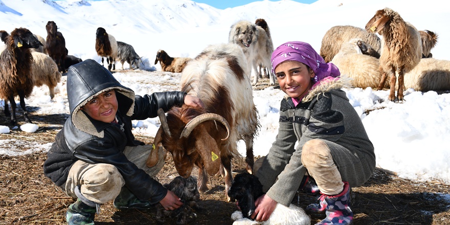 Türkiye’nin en minik çobanları Şırnak’ta