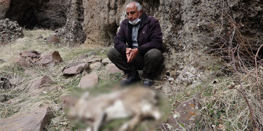 Dersim'deki dağ keçisi ölümlerinden köylüler tedirgin