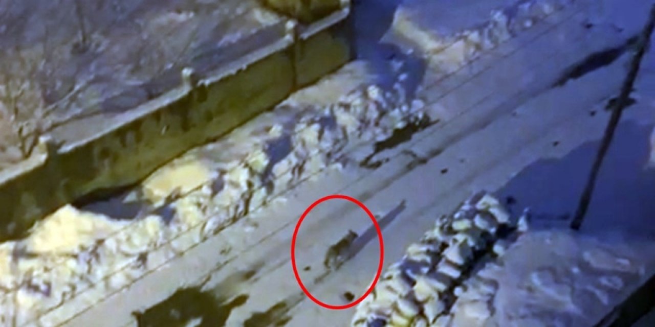Yüksekova’da 6 gündür aranan kurt görüntülendi