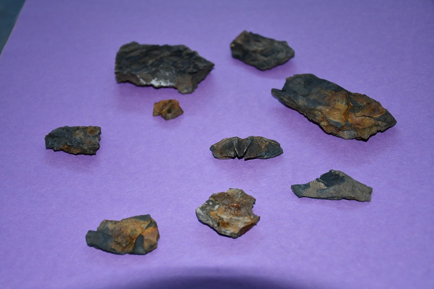 Şırnak’ta midye fosilli bulundu