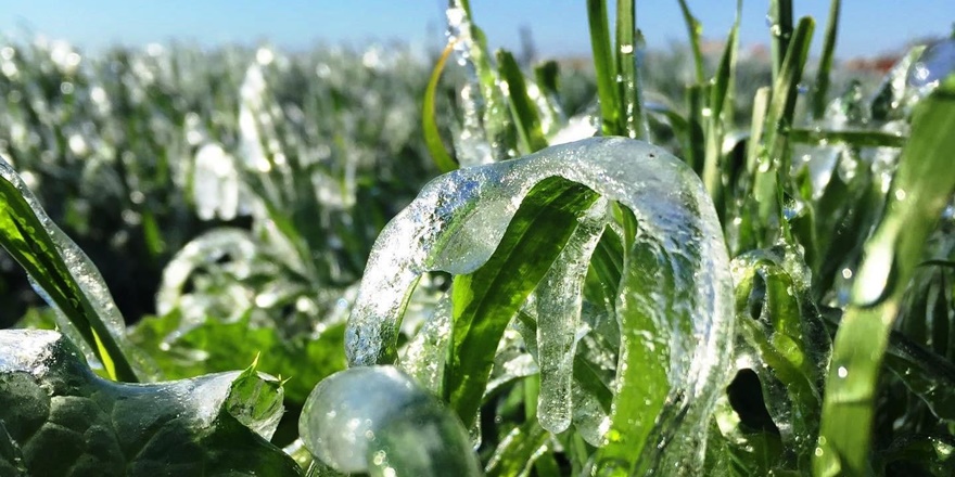 Suruç'ta ekinler soğuk hava nedeniyle dondu