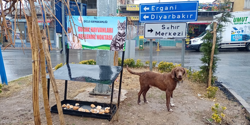 Dicle Kaymakamlığı’ndan Sokak Hayvanları için beslenme noktası