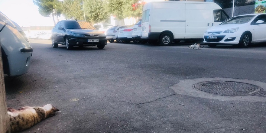 Diyarbakır’da arabanın çarptığı kediyi eşi yalnız bırakmadı